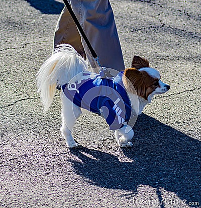 Small Dog at the annual Roanoke Valley SPCA 5K Tail Chaser Editorial Stock Photo